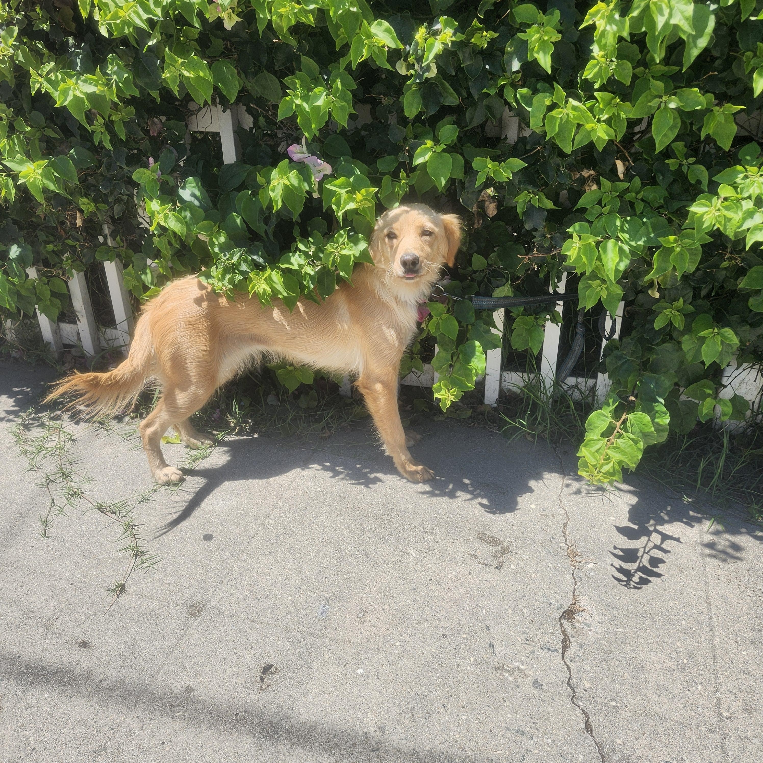Luka, an adoptable Goldendoodle in Torrance, CA, 90505 | Photo Image 2