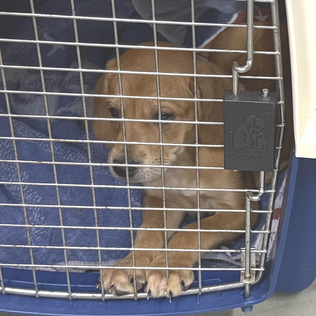Princess Donut, Adoptable, Puppy Female Hound.