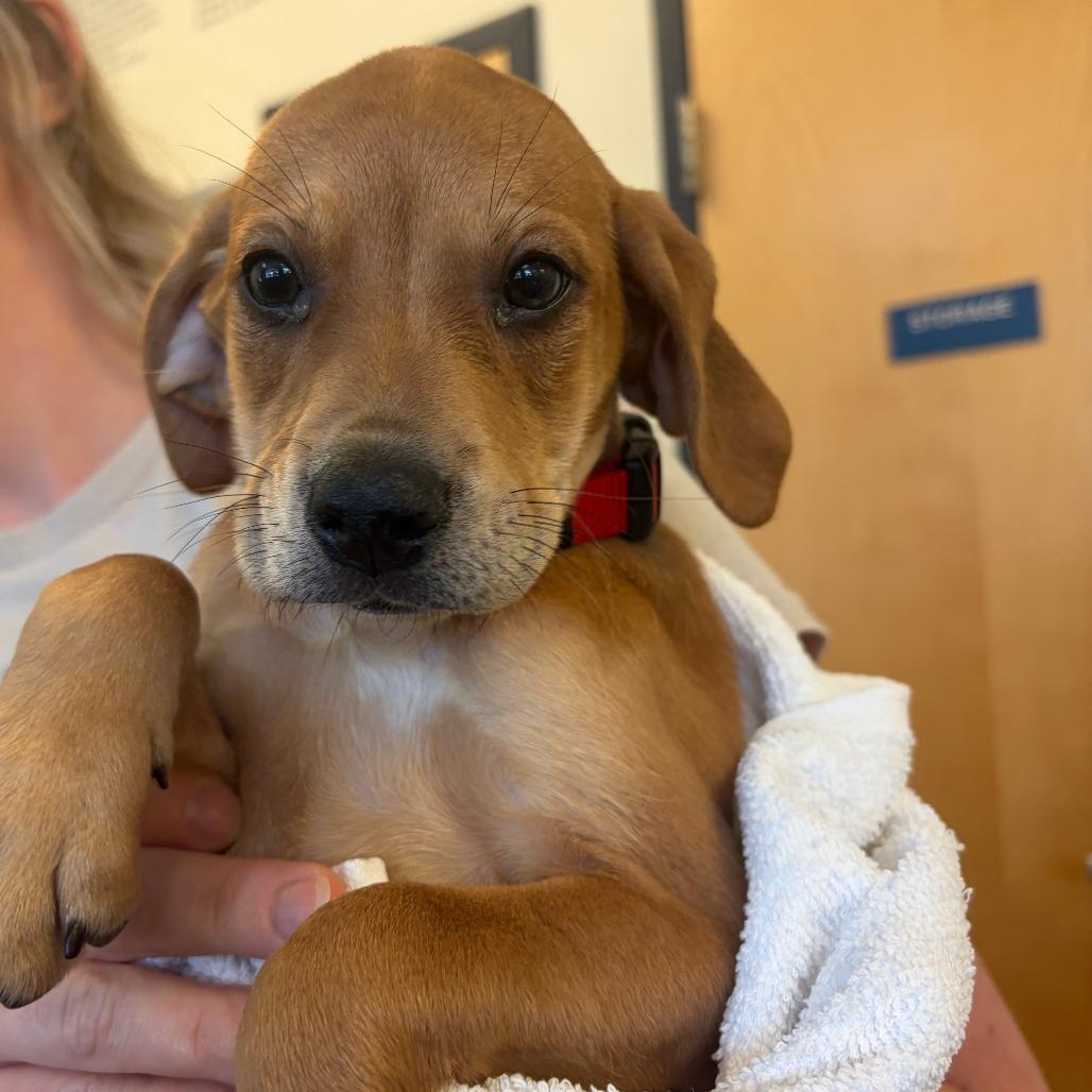 Princess Donut, a Adoptable Hound in Morrisville, VT image 2/2