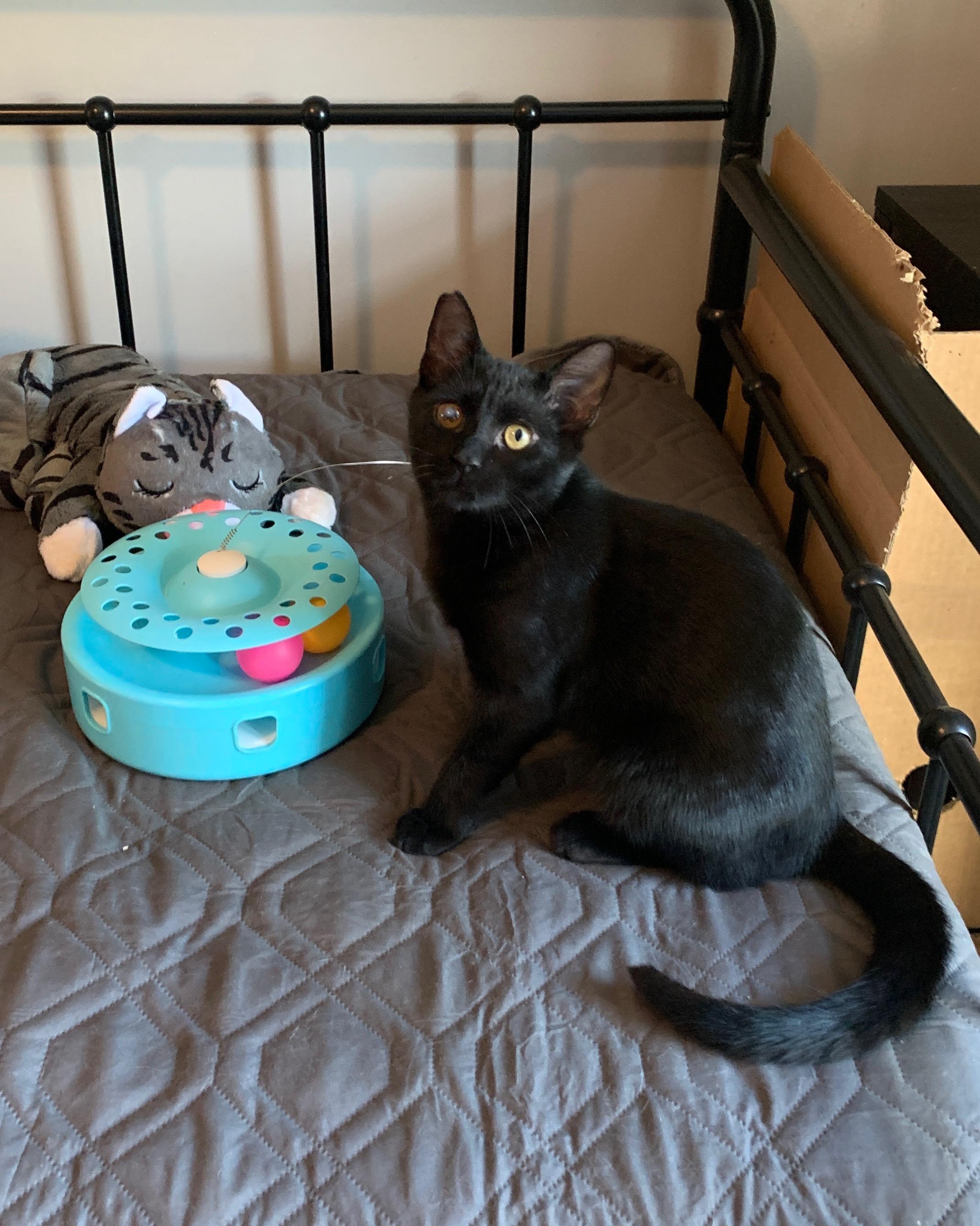 Carter, Adoptable, Young Male American Shorthair.