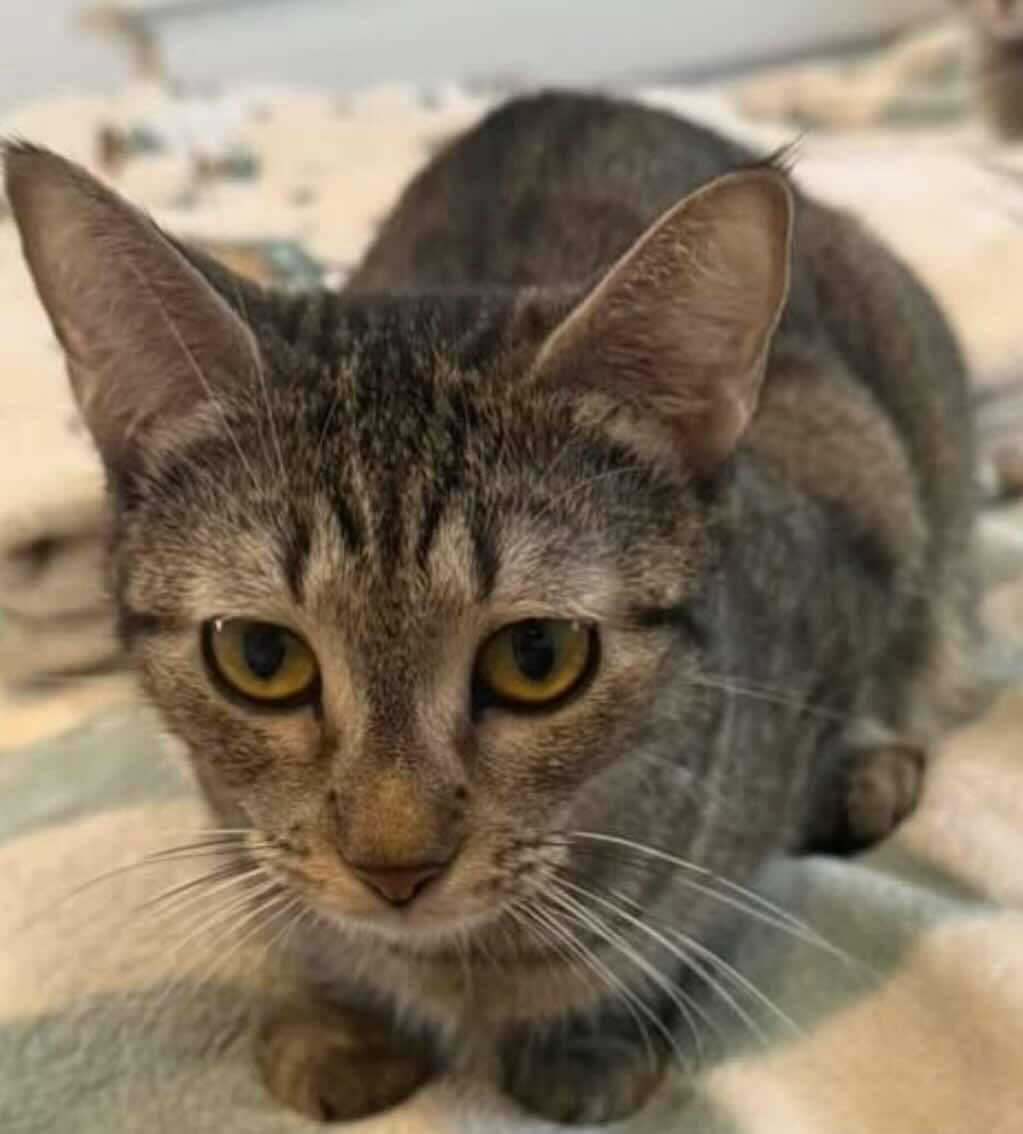 Rezzie, a Adoptable Tabby in Woodmere, NY image 2/2