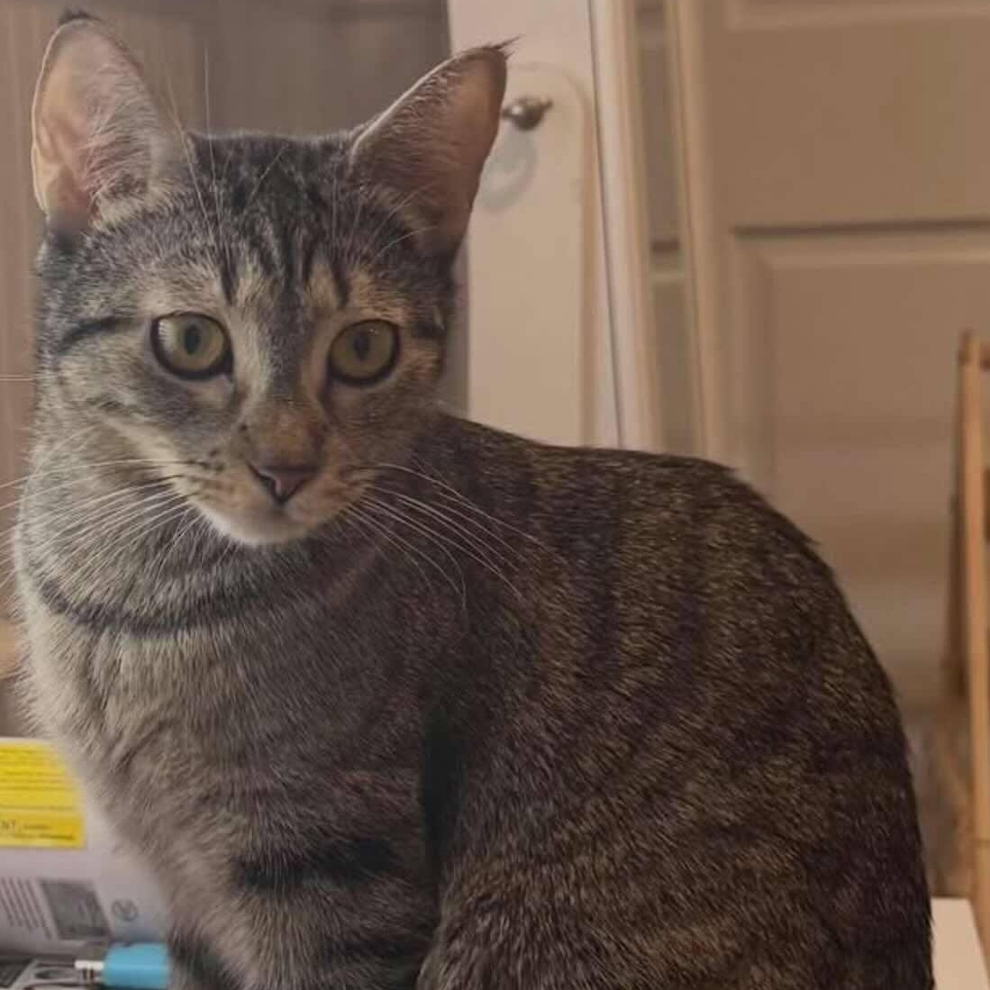 Rezzie, a Adoptable Tabby in Woodmere, NY image 1/2