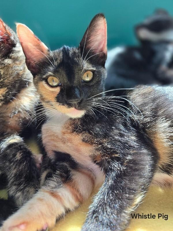 Enlarge Whistle Pig, a Adoptable Domestic Short Hair in Westminster, CO image 1/6