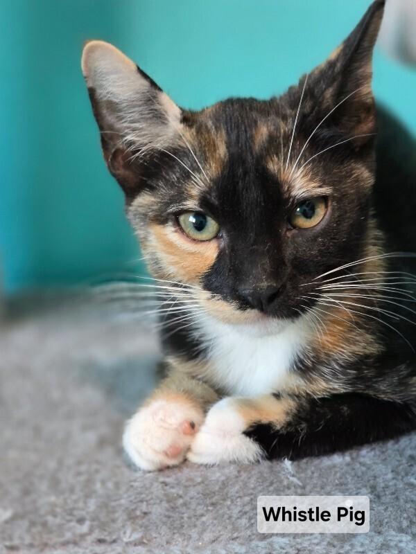 Enlarge Whistle Pig, a Adoptable Domestic Short Hair in Westminster, CO image 2/6