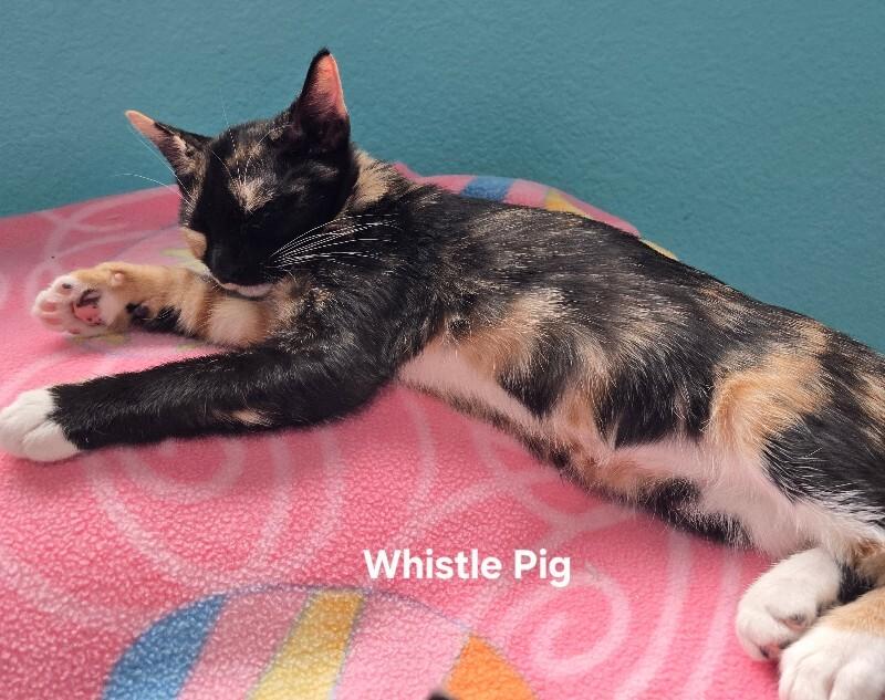 Enlarge Whistle Pig, a Adoptable Domestic Short Hair in Westminster, CO image 3/6