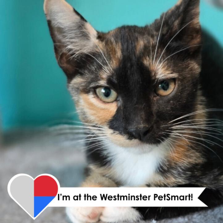 Enlarge Whistle Pig, a Adoptable Domestic Short Hair in Westminster, CO image 6/6