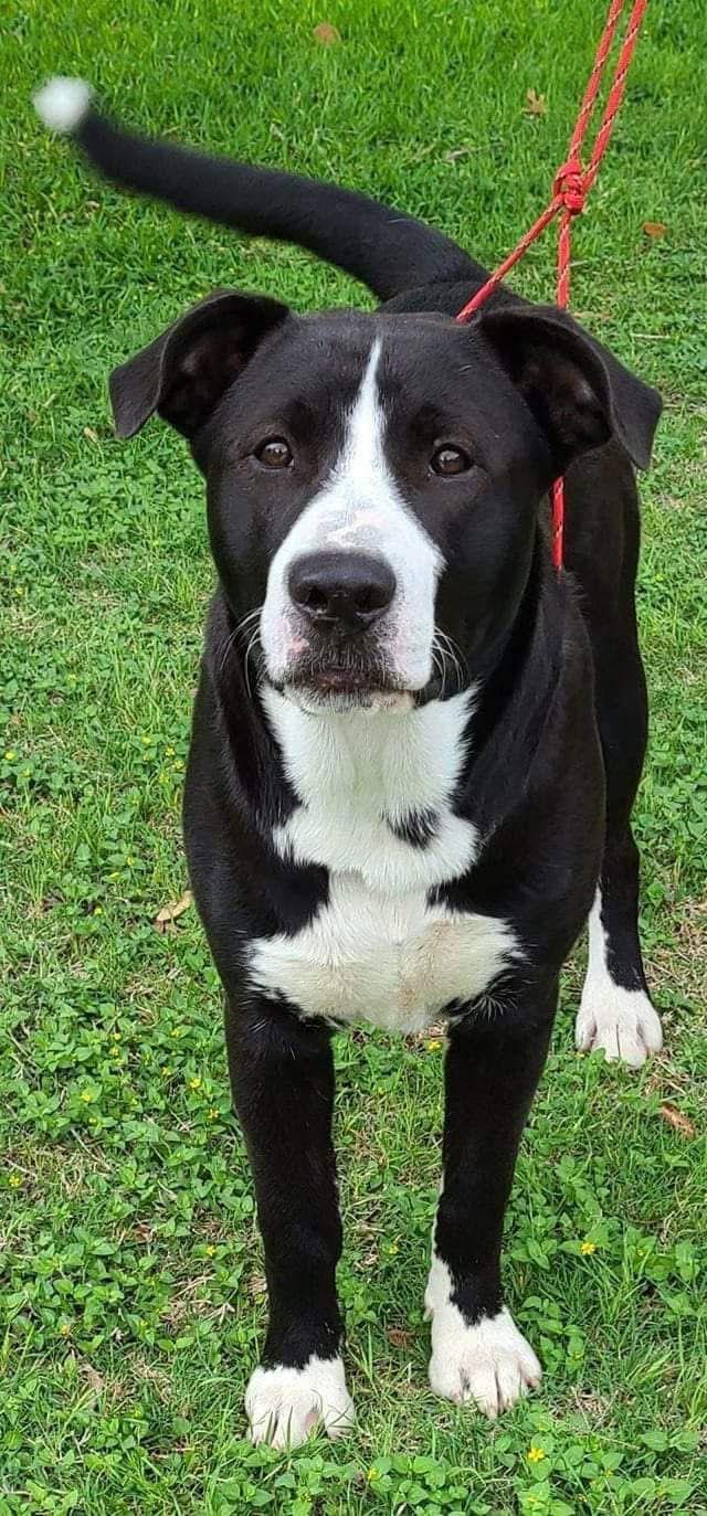 Enlarge Ferdinand, a Adoptable mixed breed in San Antonio, TX image 1/4