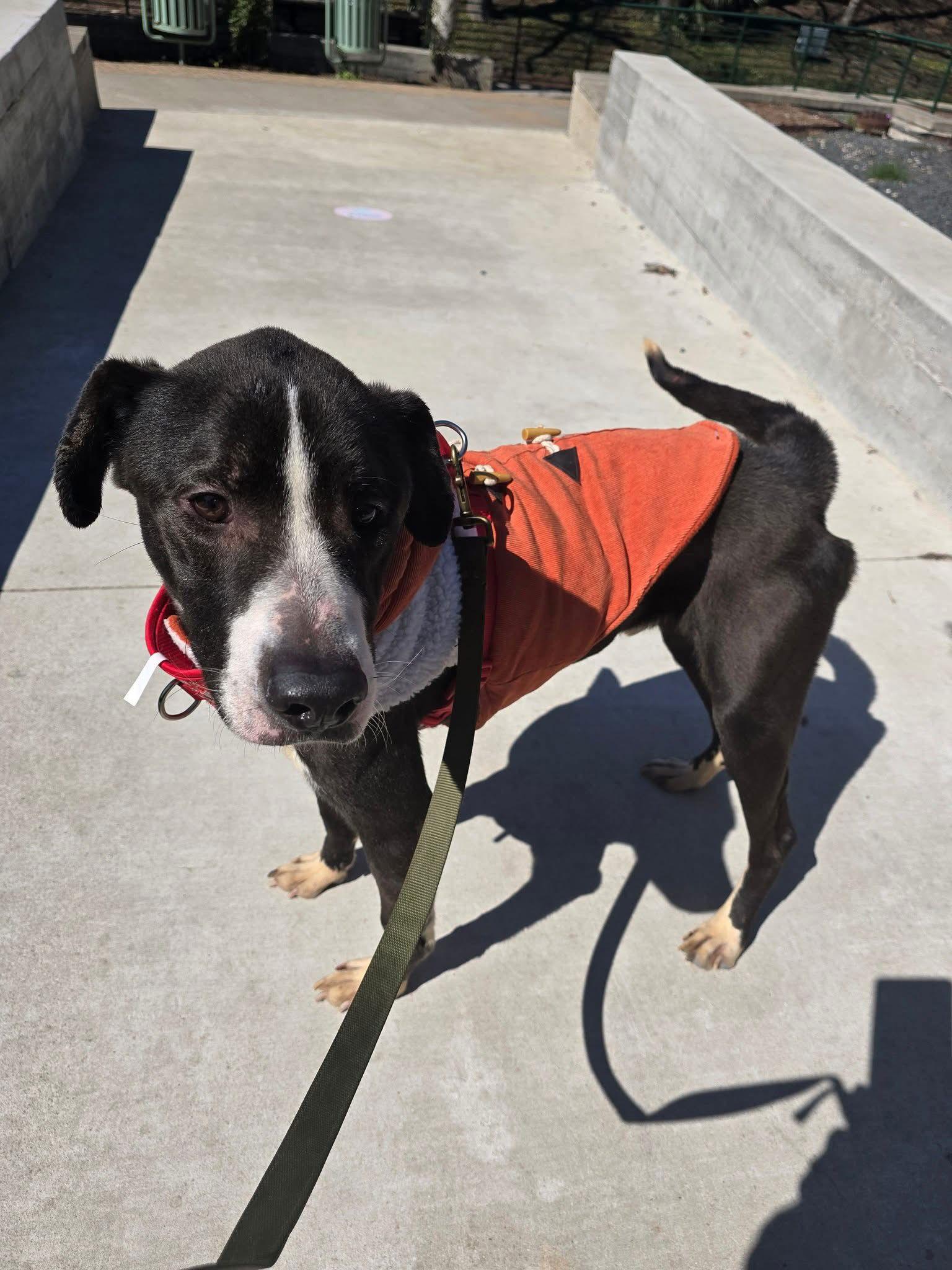 Enlarge Ferdinand, a Adoptable mixed breed in San Antonio, TX image 2/4