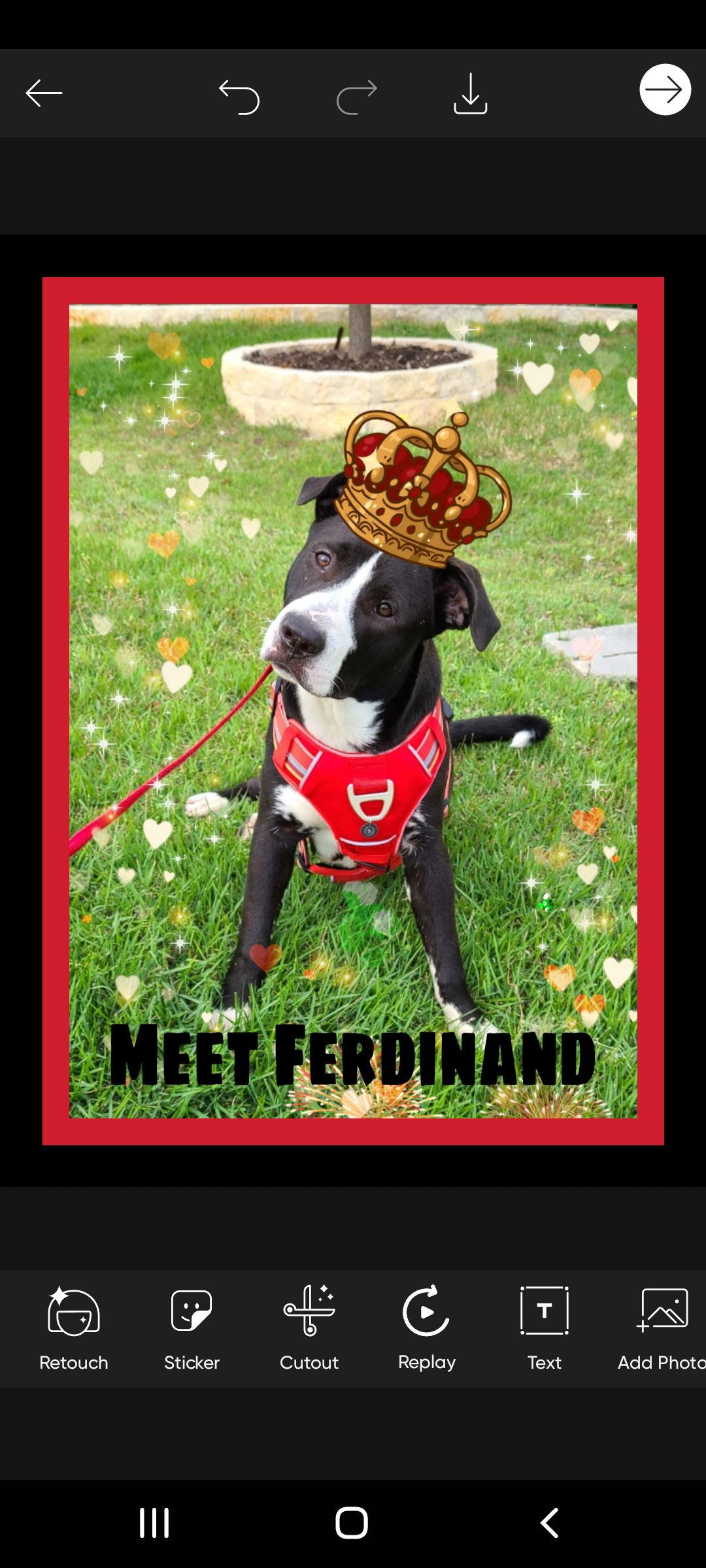 Enlarge Ferdinand, a Adoptable mixed breed in San Antonio, TX image 3/4