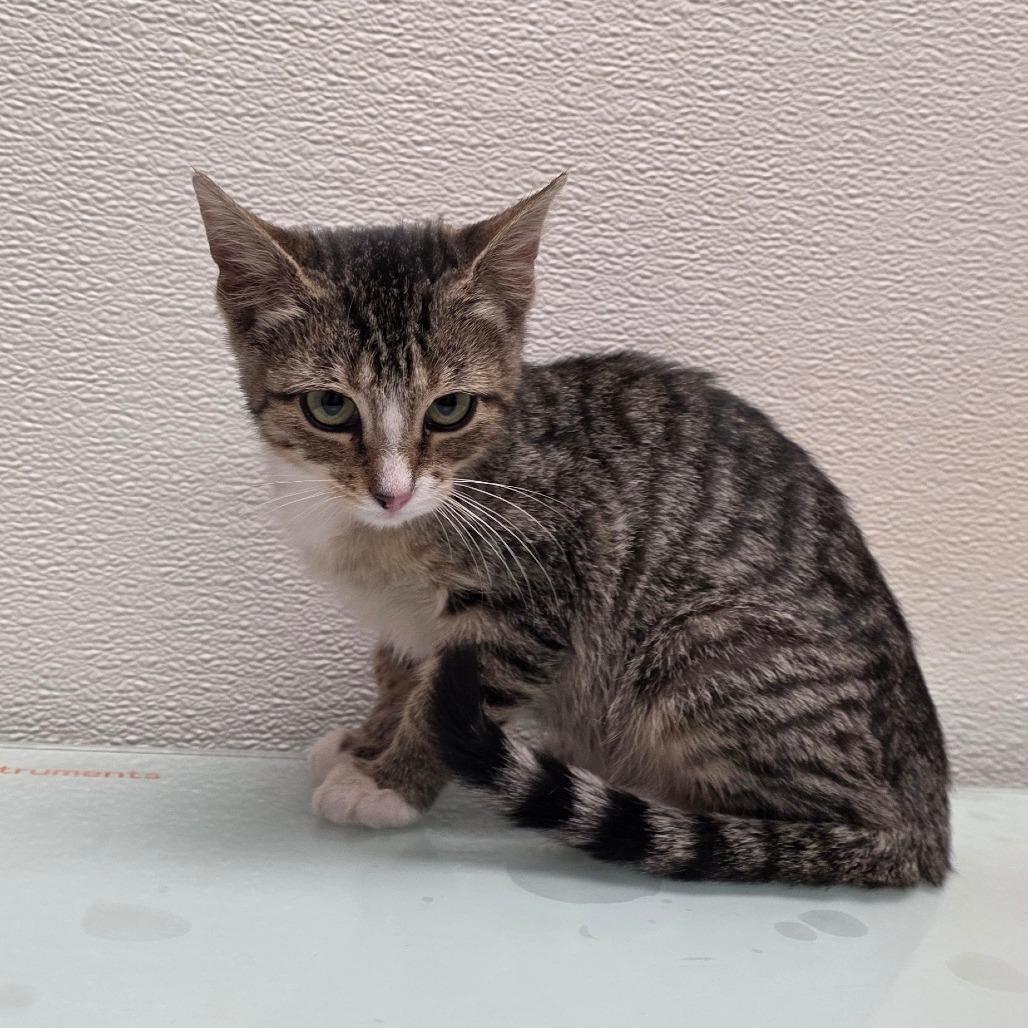 Stray Hold-Willow, Adoptable, Kitten Female Domestic Short Hair.