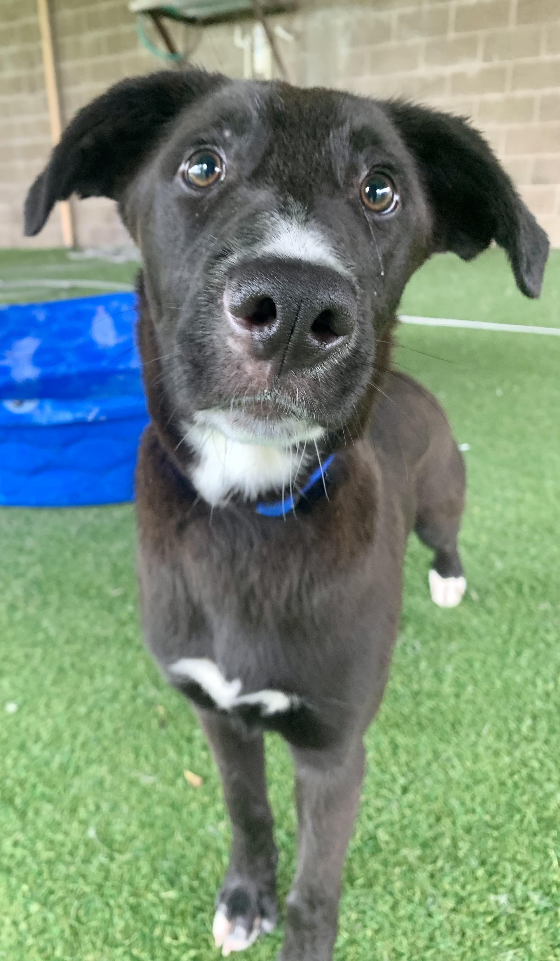 Enlarge Jack, a ADOPTABLE mixed breed in Grass Valley, CA image 6/6