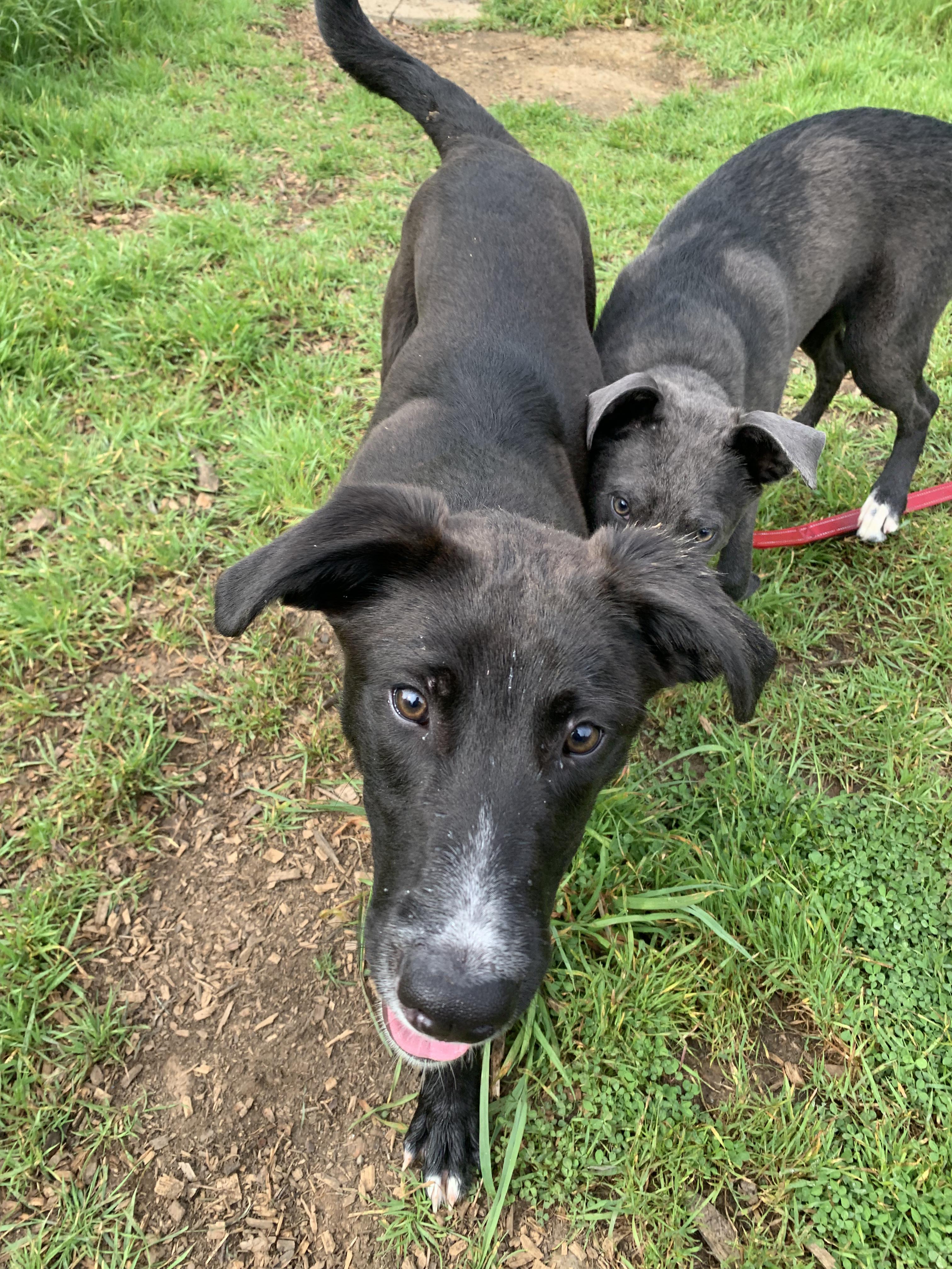 Enlarge Jack, a ADOPTABLE mixed breed in Grass Valley, CA image 2/6