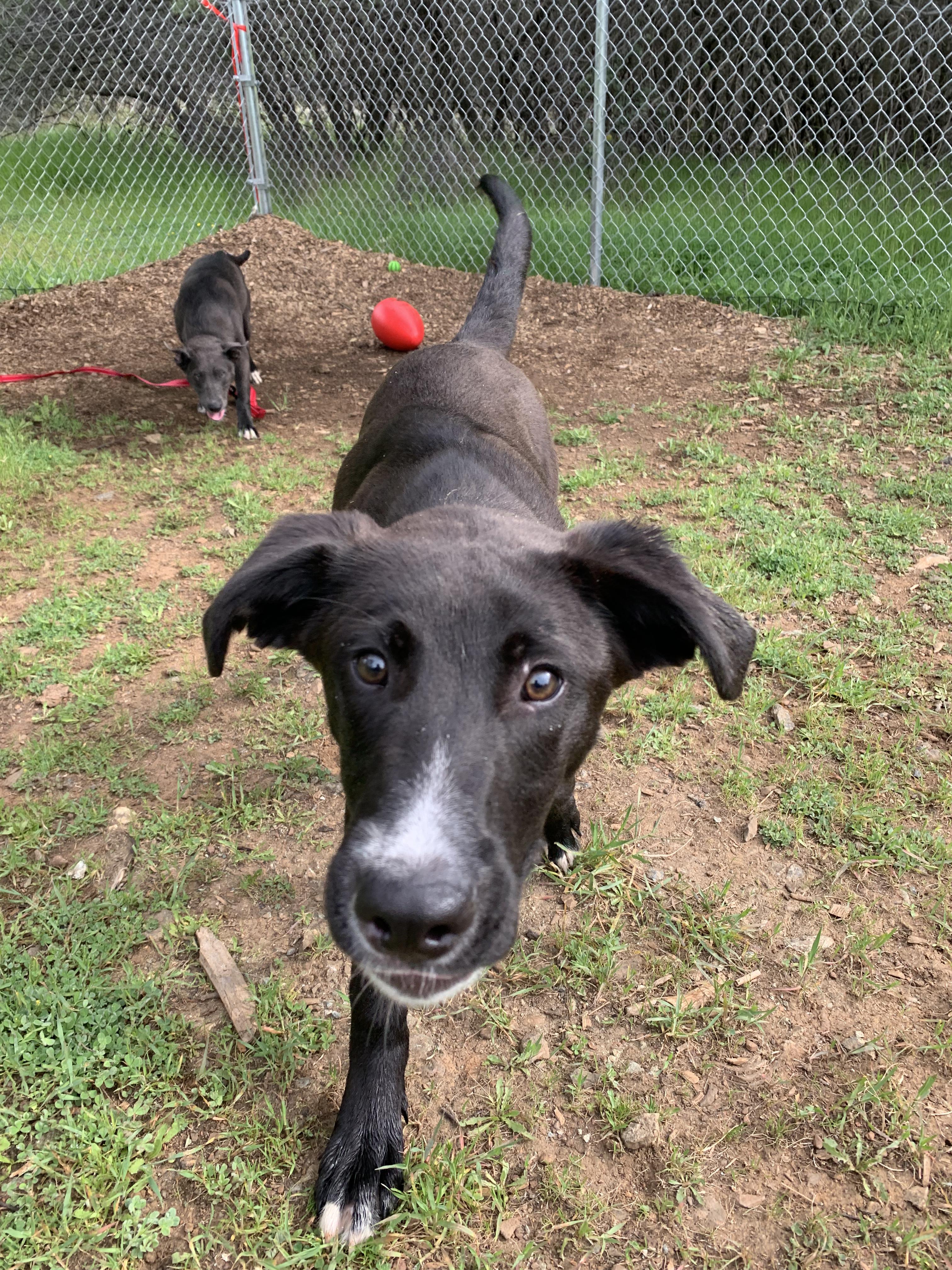 Jack, ADOPTABLE, Young Male Shepherd & Retriever.