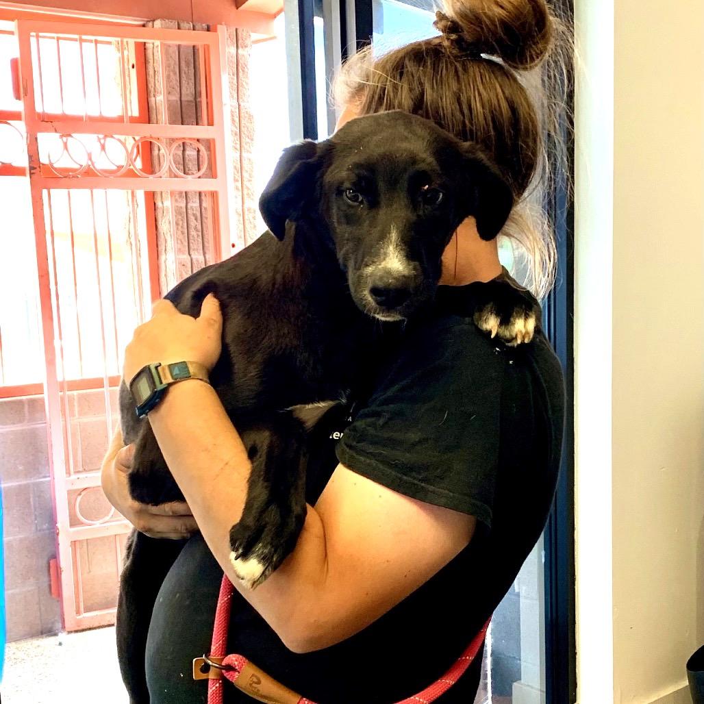 Enlarge Jack, a ADOPTABLE mixed breed in Grass Valley, CA image 5/6