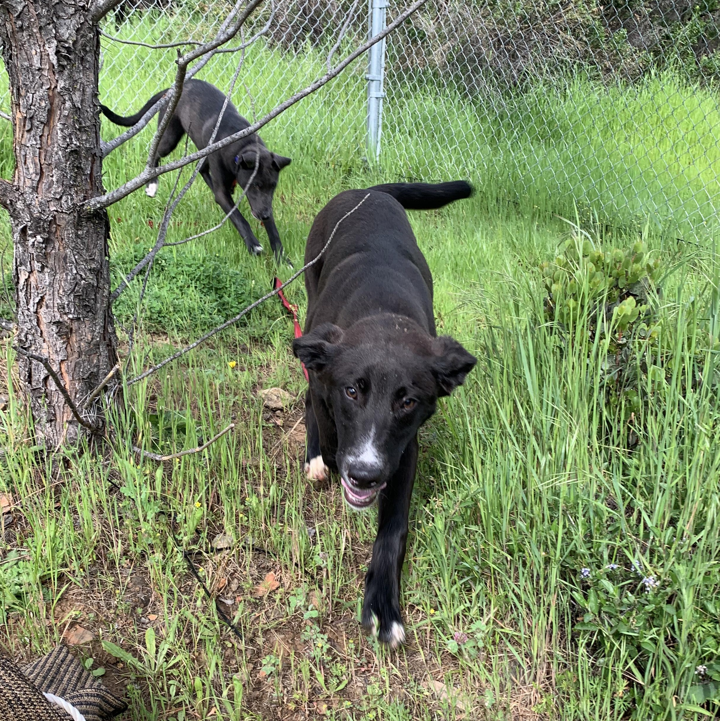 Enlarge Jack, a ADOPTABLE mixed breed in Grass Valley, CA image 4/6