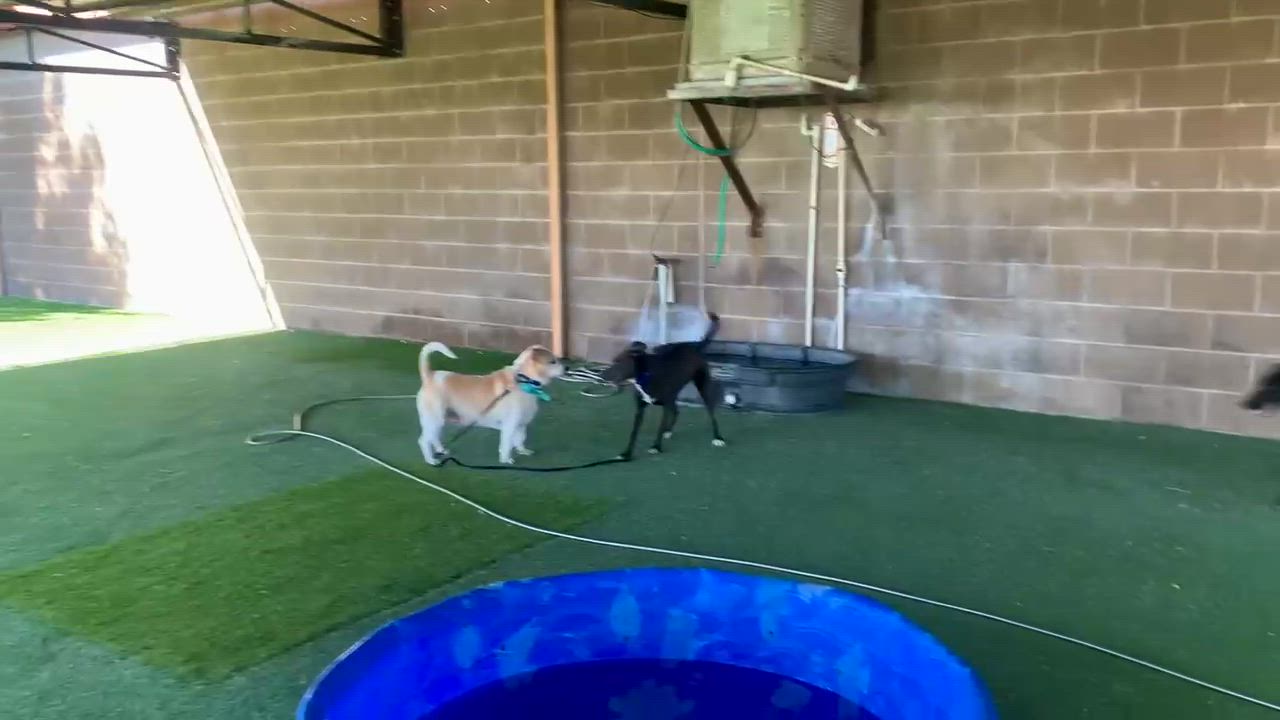 Enlarge Jack, a ADOPTABLE mixed breed in Grass Valley, CA video 3/6