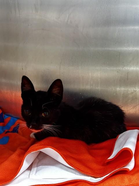 Enlarge SOPHIA, a Adoptable Domestic Short Hair in Alameda, CA image 1/1