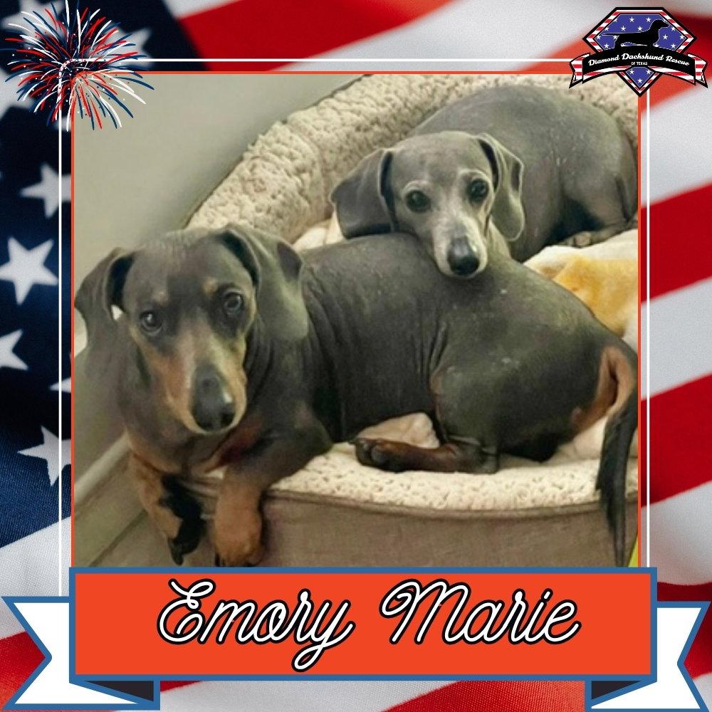 Emory Marie+, Adoptable, Adult Female Dachshund.