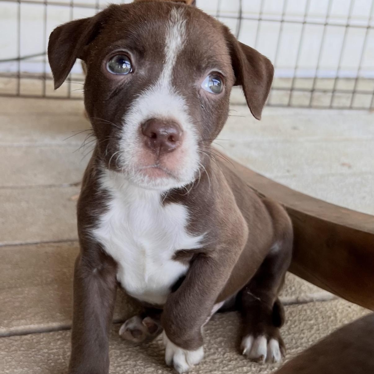 Enlarge Dipper , a Adoptable mixed breed in Hamilton , NJ image 1/1