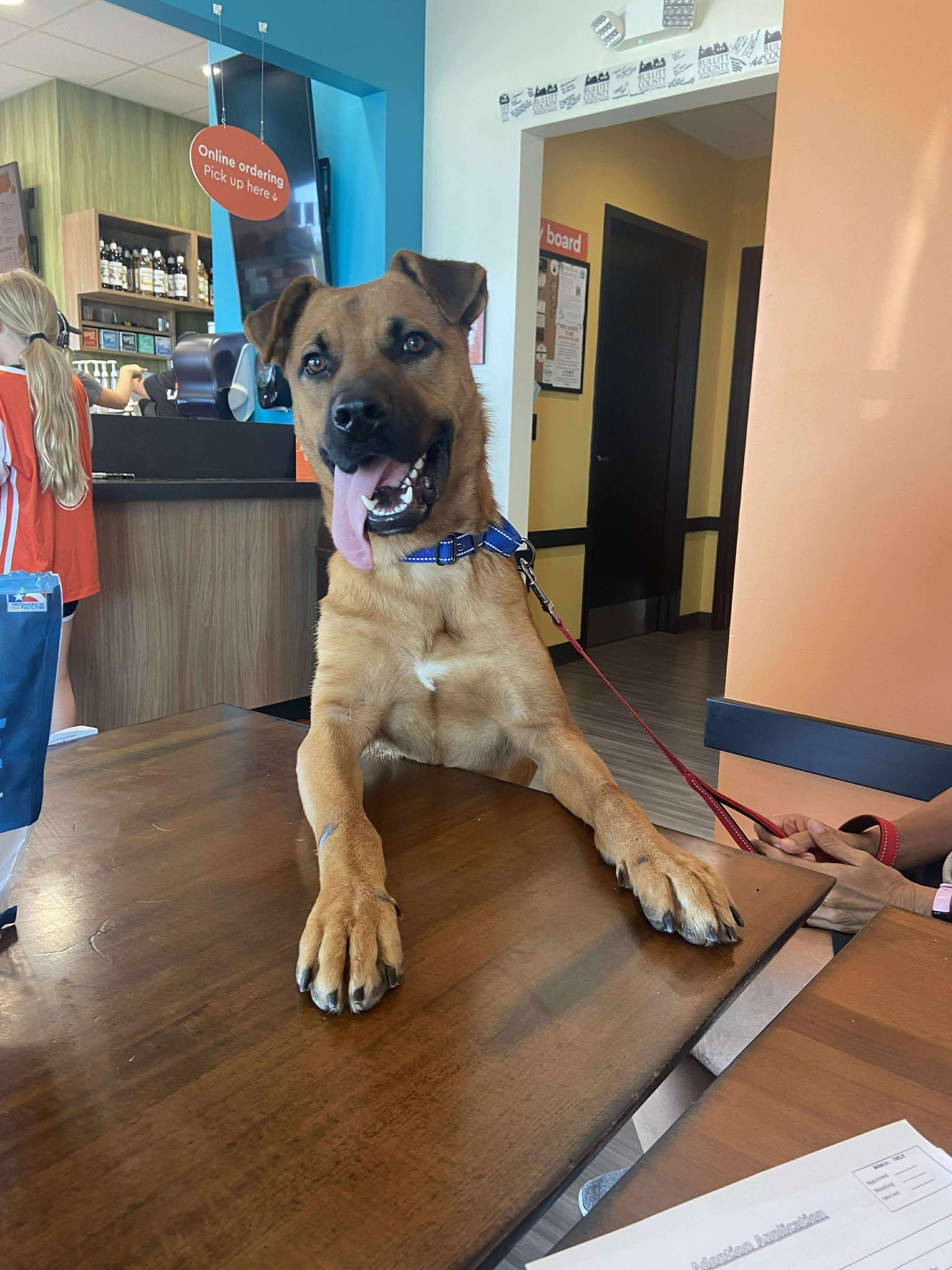 Enlarge Orange Juice, a Adoptable mixed breed in Shepherdsville, KY image 1/3