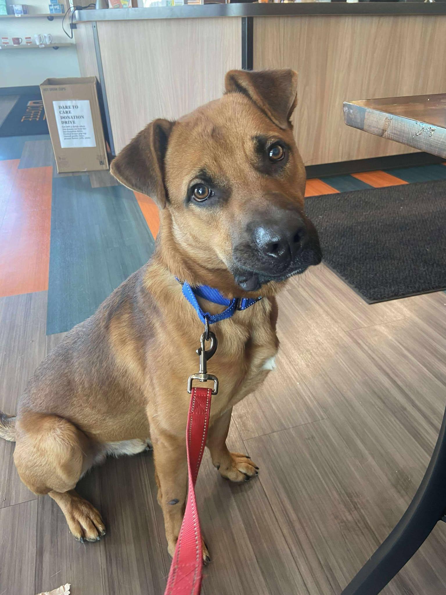 Enlarge Orange Juice, a Adoptable mixed breed in Shepherdsville, KY image 2/3