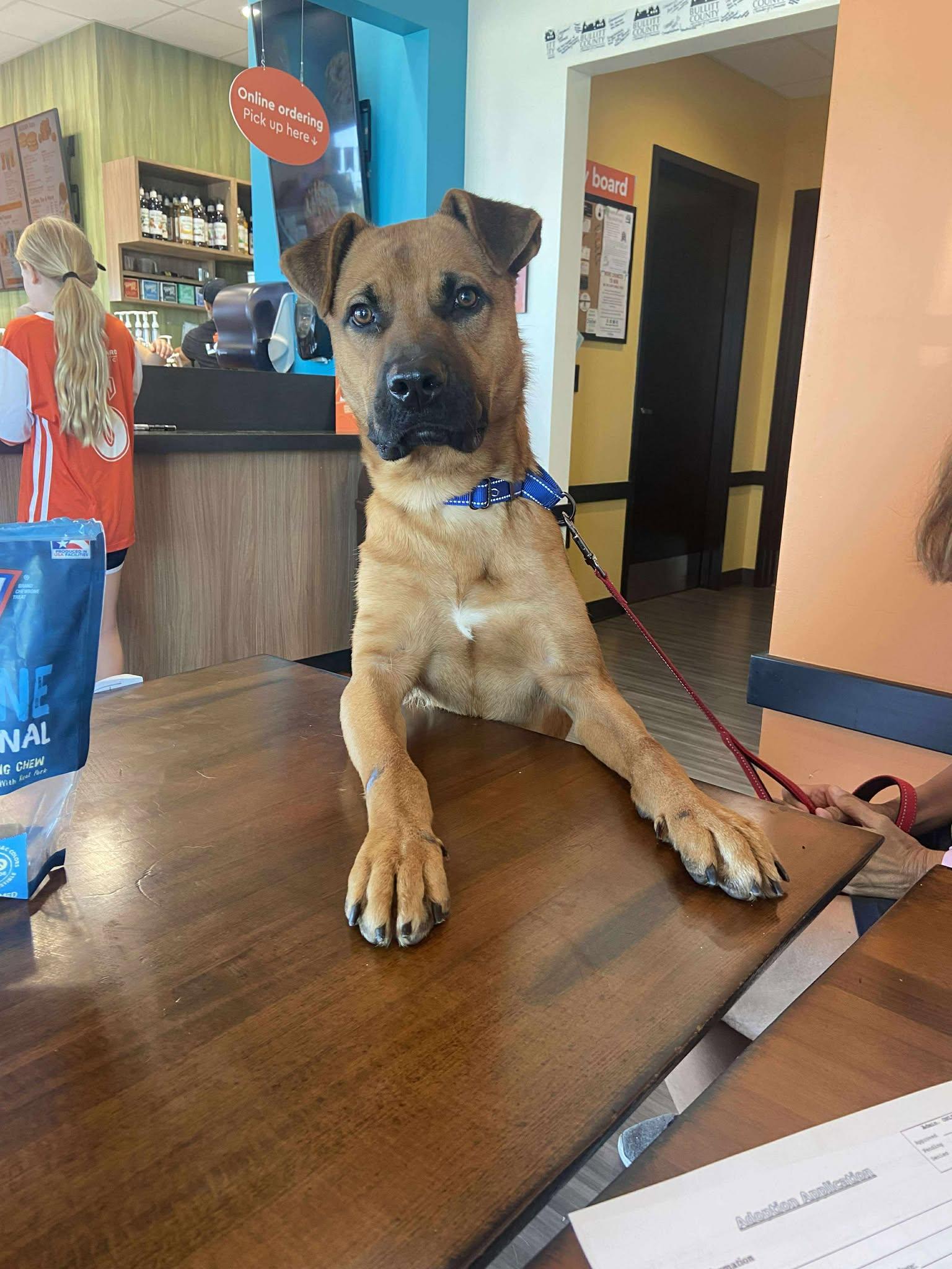 Enlarge Orange Juice, a Adoptable mixed breed in Shepherdsville, KY image 3/3