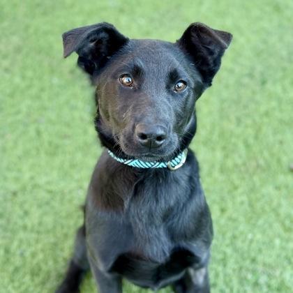 Mika, ADOPTABLE, Young Female Labrador Retriever.