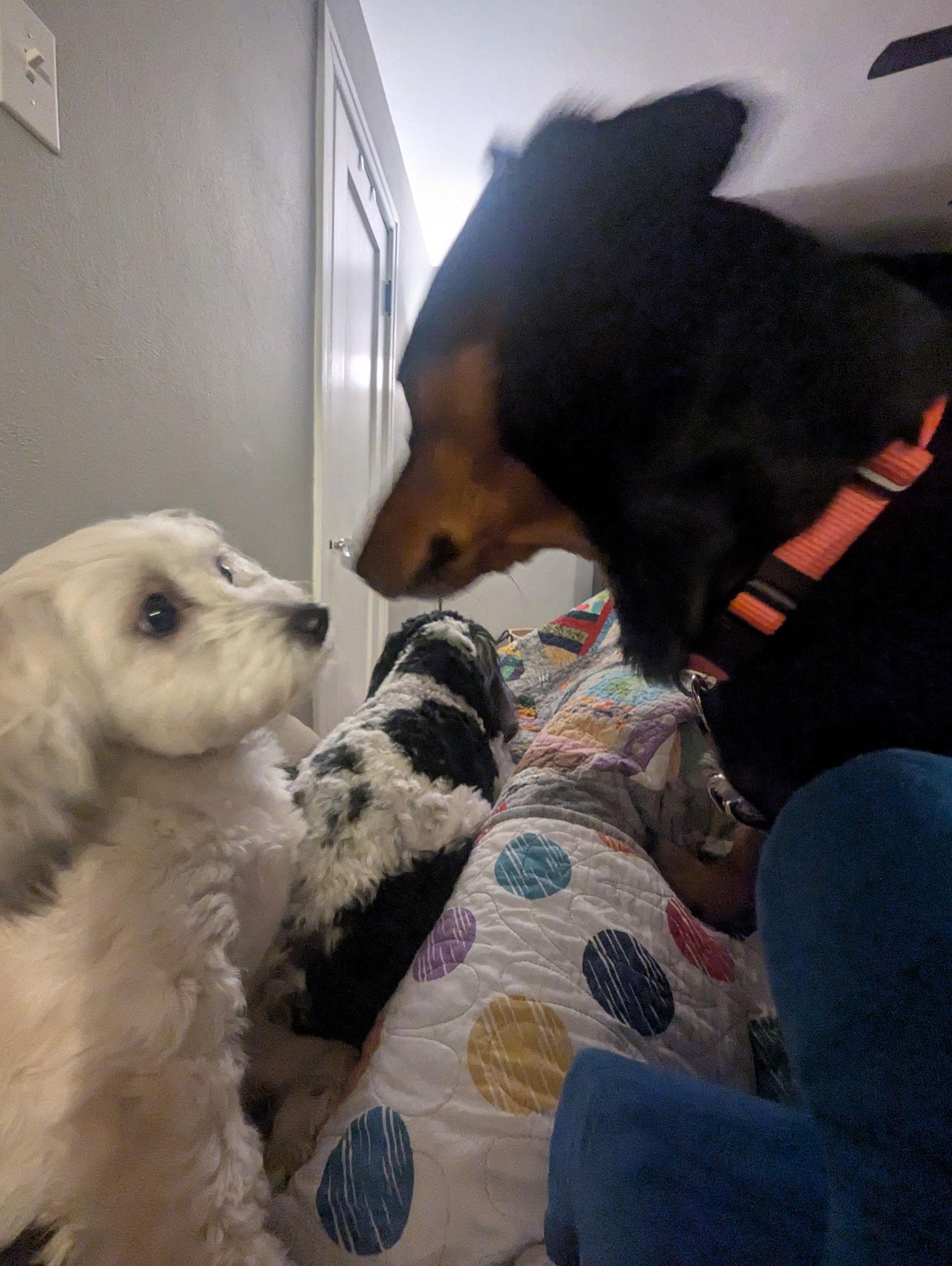 Enlarge Albert, a Adopted Dachshund in Fenton, MO image 1/3