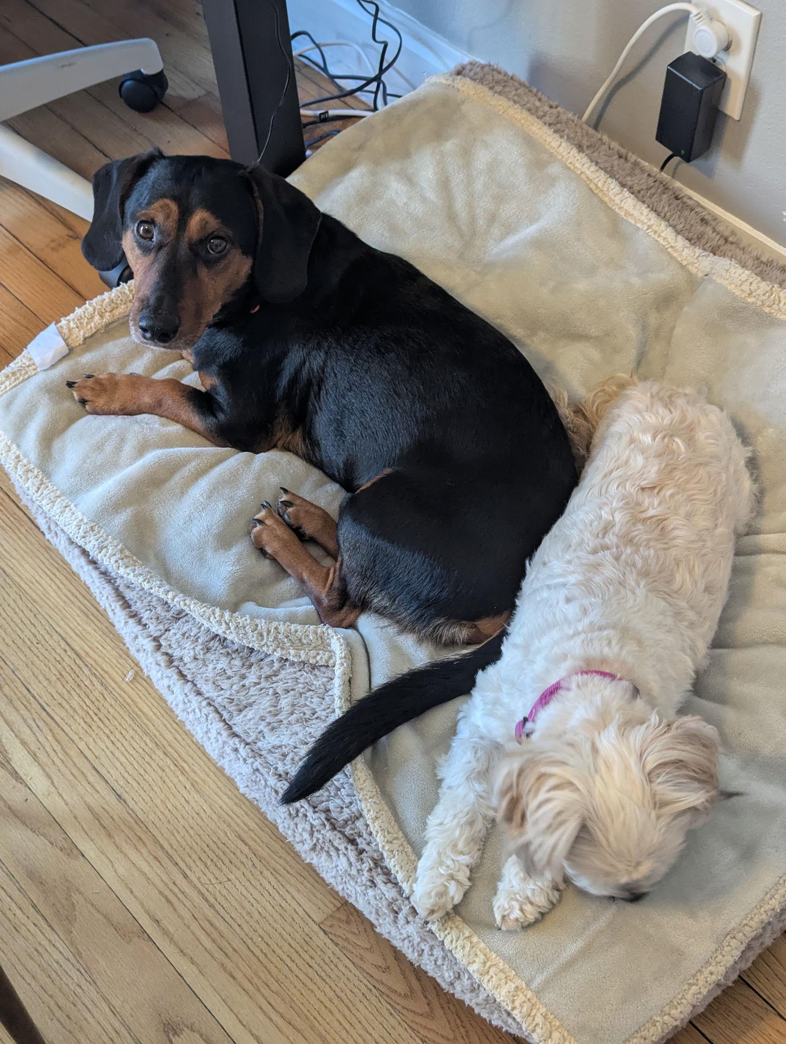 Enlarge Albert, a Adopted Dachshund in Fenton, MO image 3/3