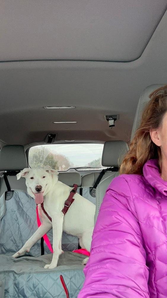 Enlarge Lizzie Elsa, a Adoptable mixed breed in Saugus, MA image 2/6