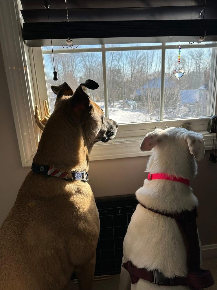 Enlarge Lizzie Elsa, a Adoptable mixed breed in Saugus, MA image 4/6