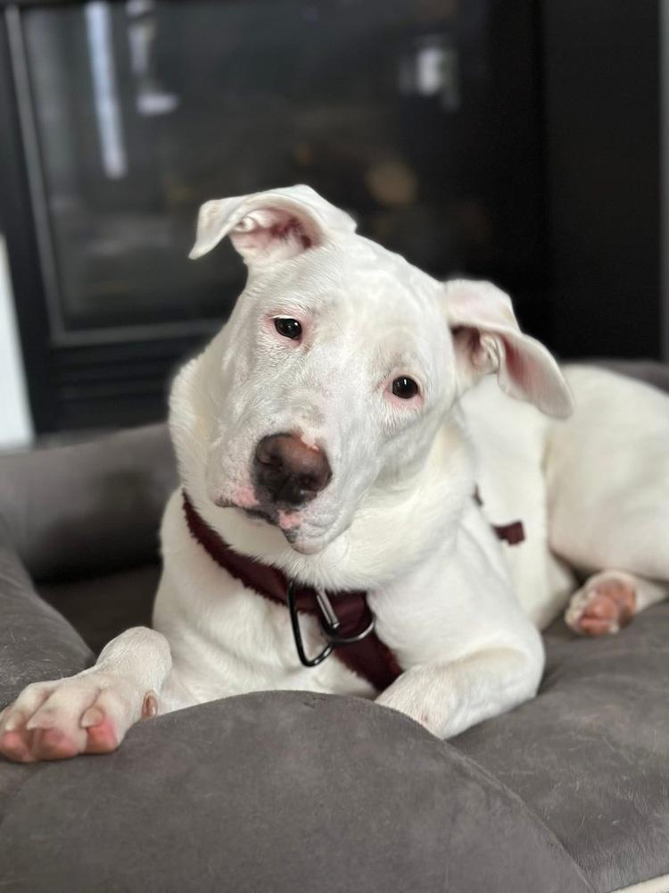 Enlarge Lizzie Elsa, a Adoptable mixed breed in Saugus, MA image 5/6