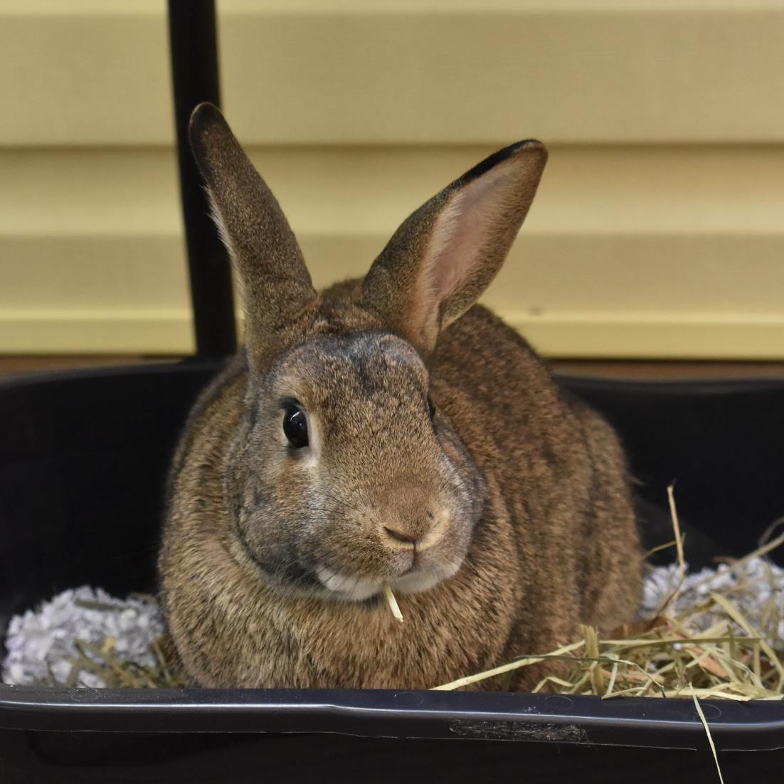 Enlarge Diesel (Bonded to Pretzel), a Adoptable mixed breed in Columbia, MD image 3/6