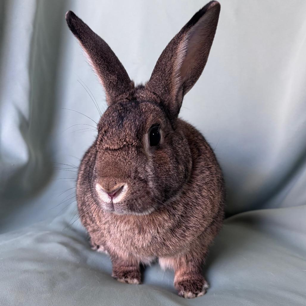 Enlarge Diesel (Bonded to Pretzel), a Adoptable mixed breed in Columbia, MD image 5/6