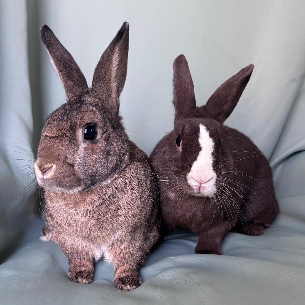 Diesel (Bonded to Pretzel), Adoptable, Adult Male Chinchilla.