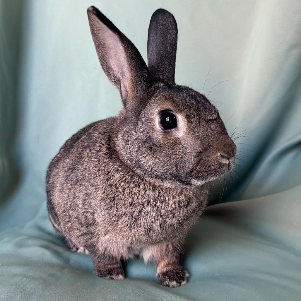 Enlarge Diesel (Bonded to Pretzel), a Adoptable mixed breed in Columbia, MD image 2/6