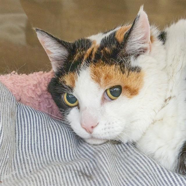 LUCY, Adoptable, Adult Female Domestic Short Hair.