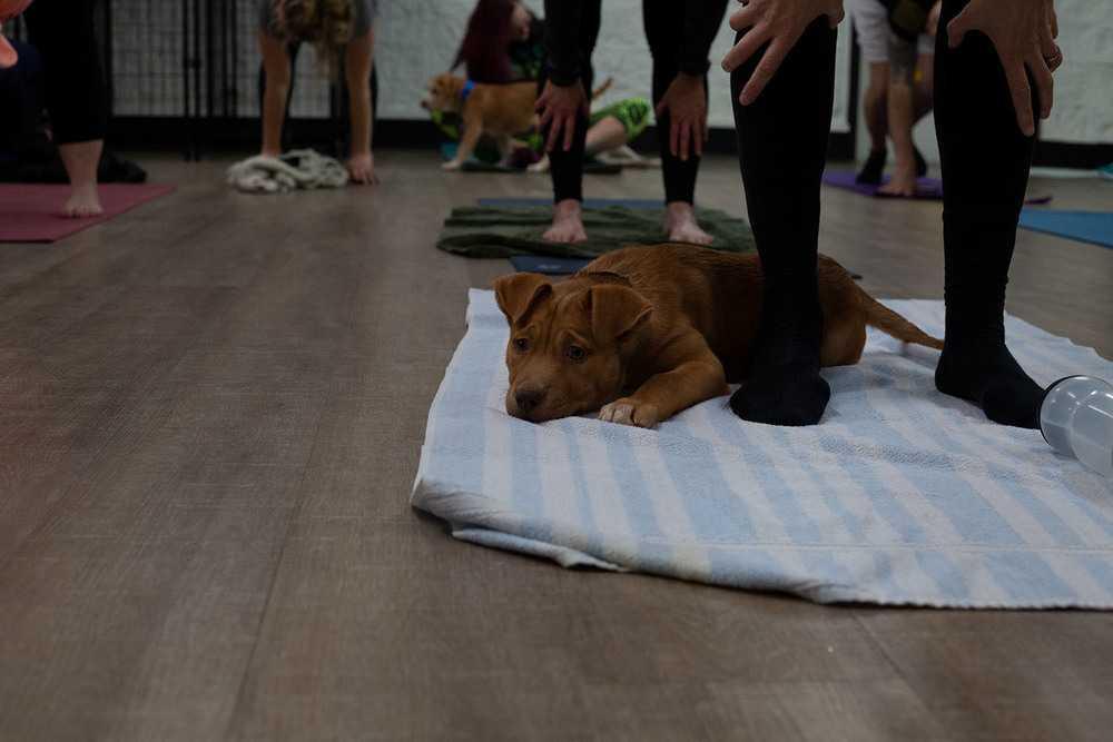 Enlarge Bella, a Adopted mixed breed in Littleton, CO image 1/2