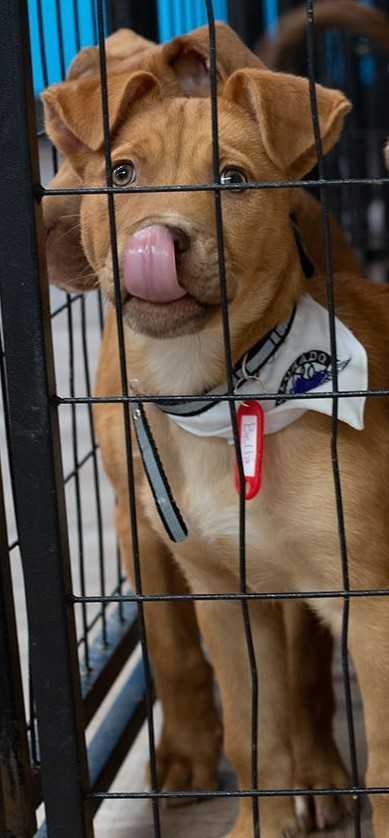 Enlarge Bella, a Adopted mixed breed in Littleton, CO image 2/2