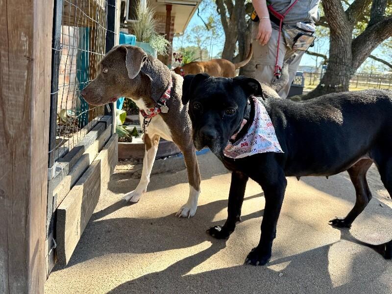 Blanche Nap Enthusiast — thumbnail 2