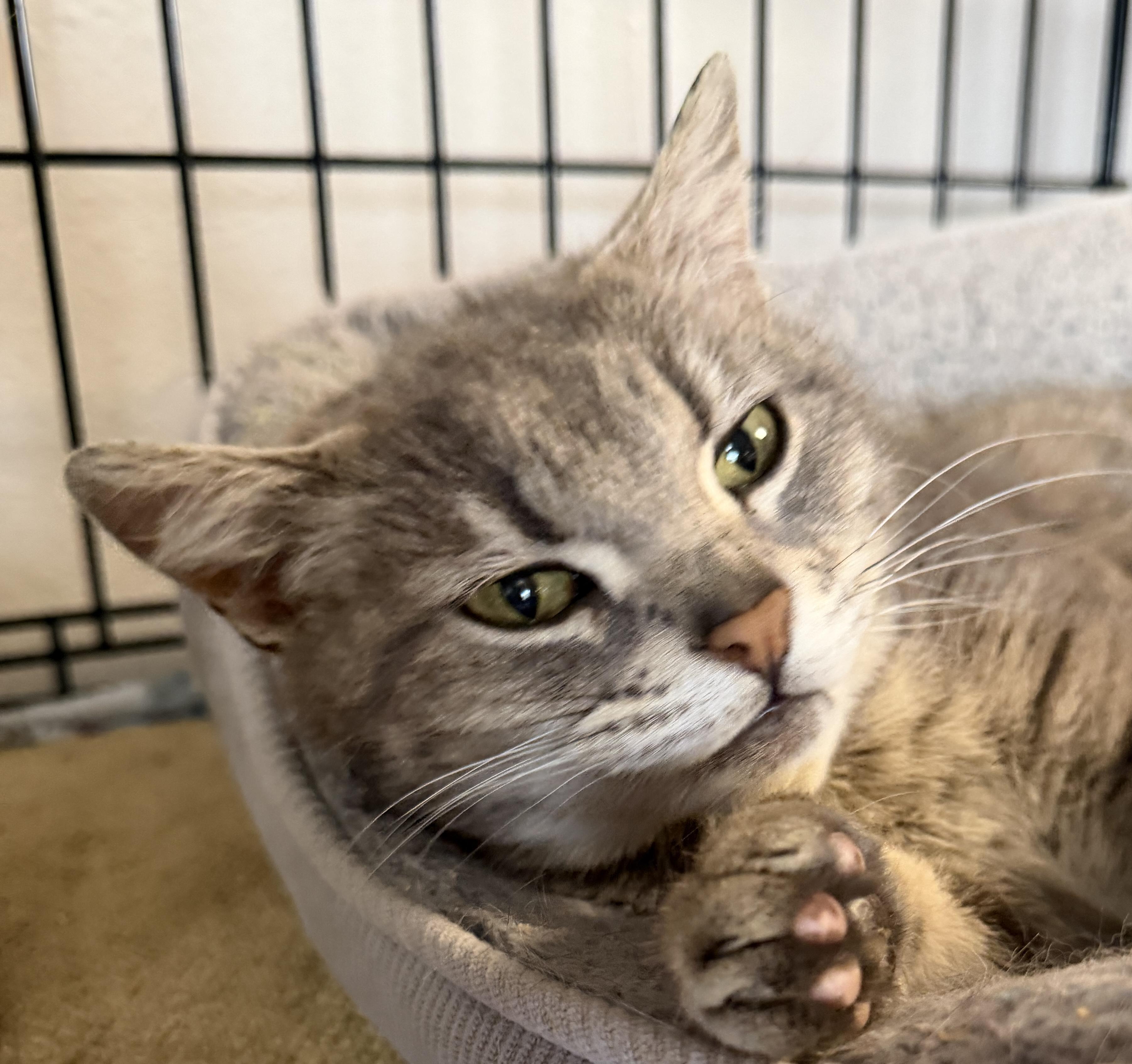 Cinder, an adopted Domestic Short Hair in Tillamook, OR image 5/6