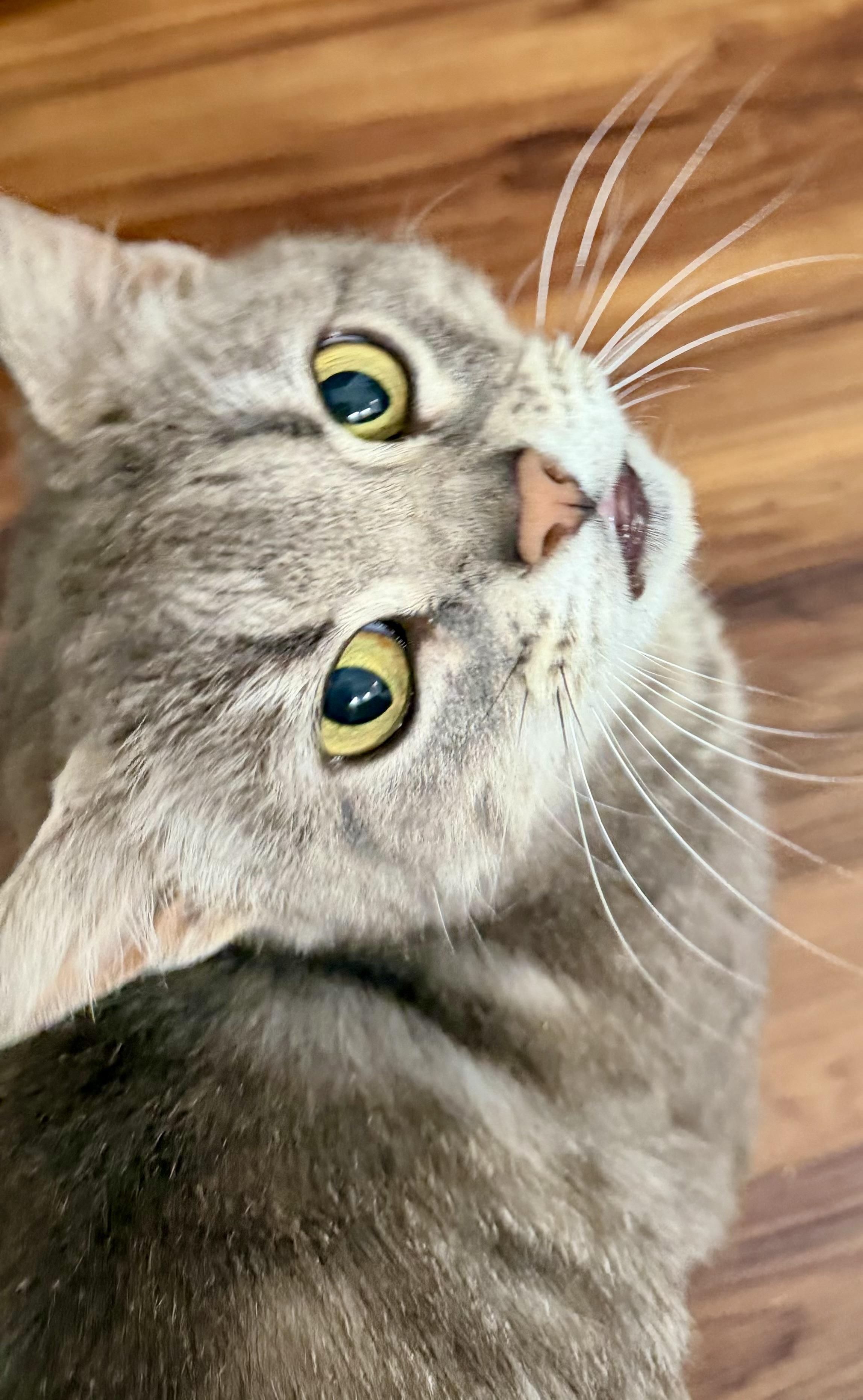 Cinder, an adopted Domestic Short Hair in Tillamook, OR image 2/6