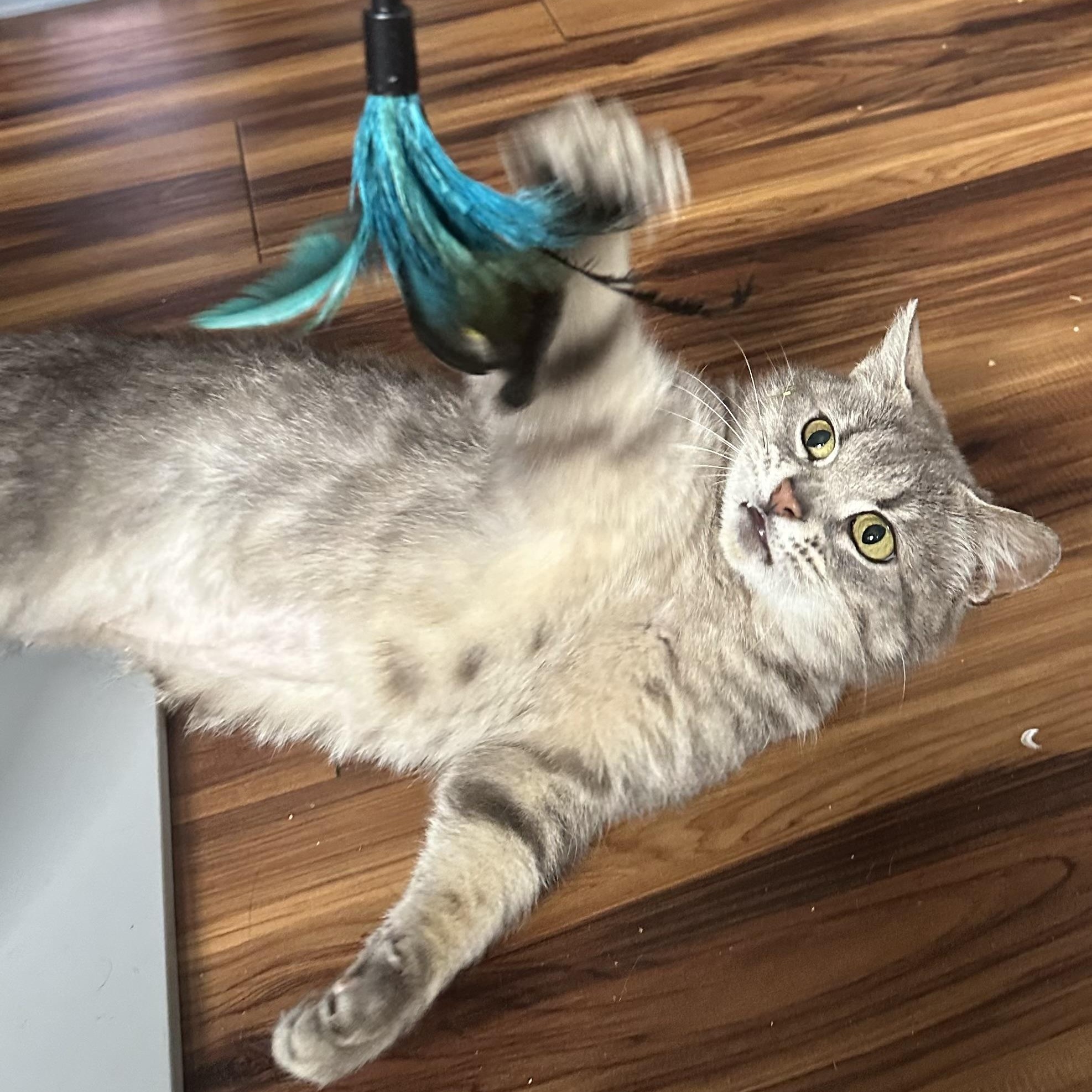 Cinder, an adopted Domestic Short Hair in Tillamook, OR image 6/6