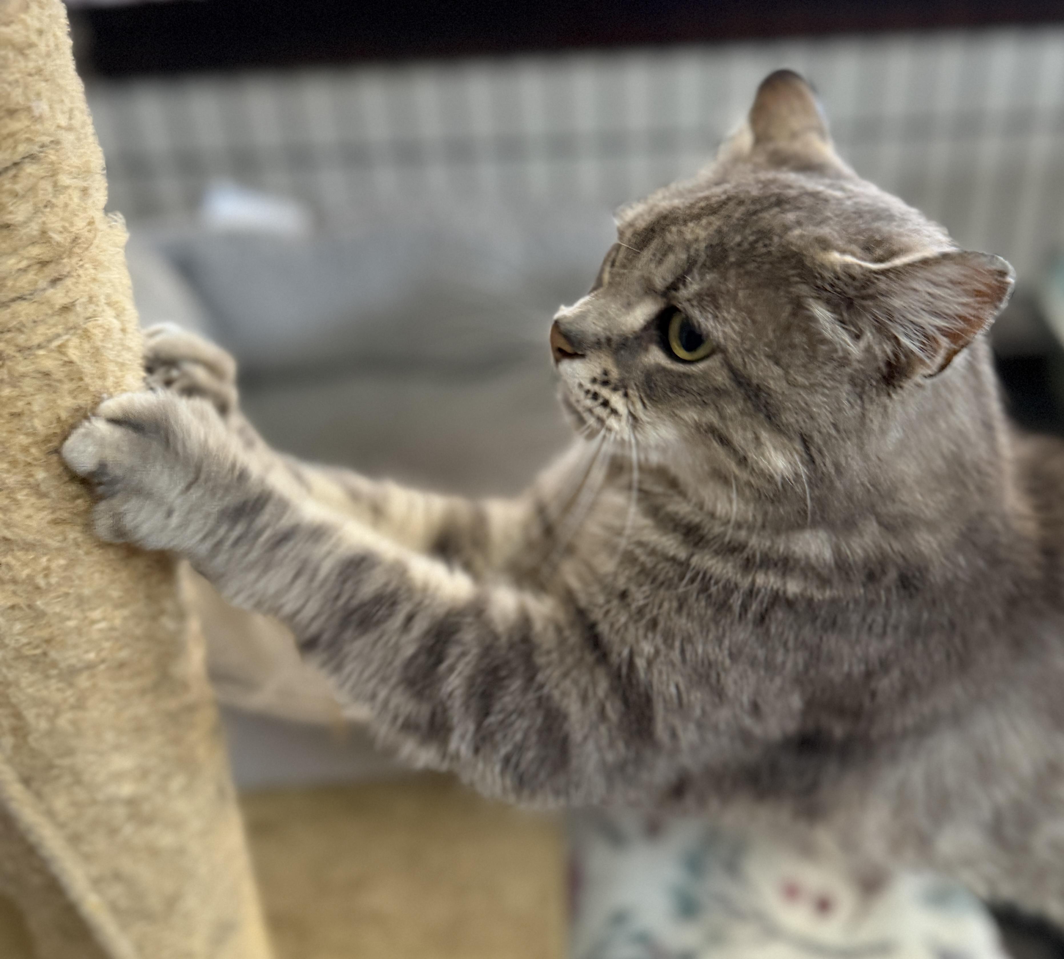 Cinder, an adopted Domestic Short Hair in Tillamook, OR image 4/6