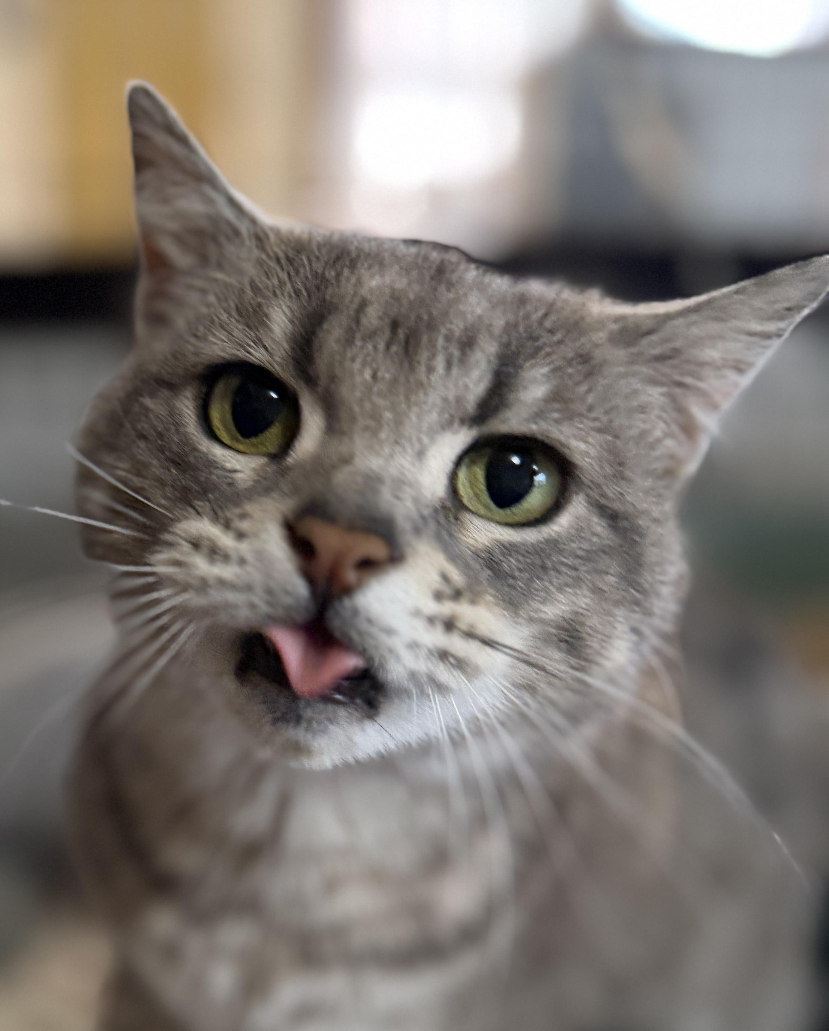 Cinder, an adopted Domestic Short Hair in Tillamook, OR image 1/6