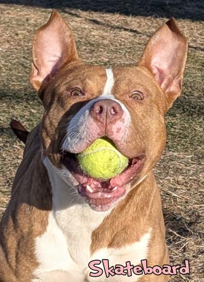 Enlarge Skateboard (in foster), a Adoptable mixed breed in Mason, MI image 1/3