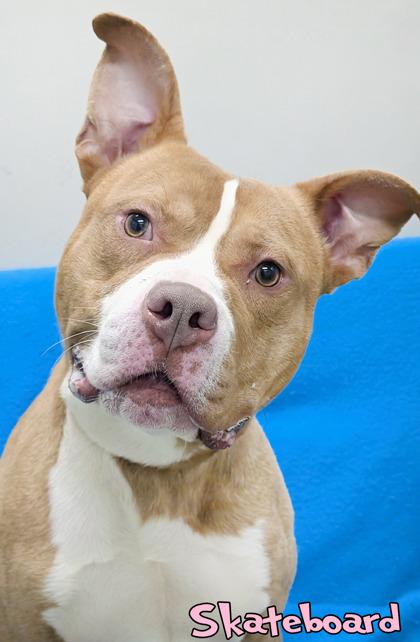 Skateboard thumbnail 2