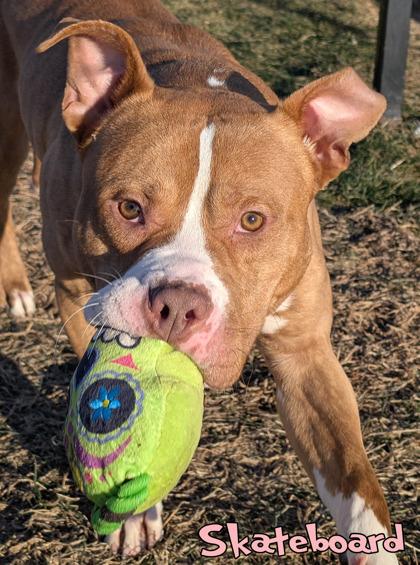 Enlarge Skateboard (in foster), a Adoptable mixed breed in Mason, MI image 2/3