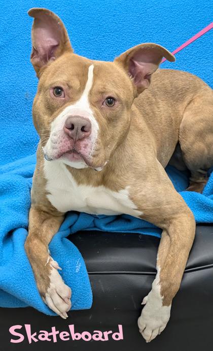 Skateboard thumbnail 3