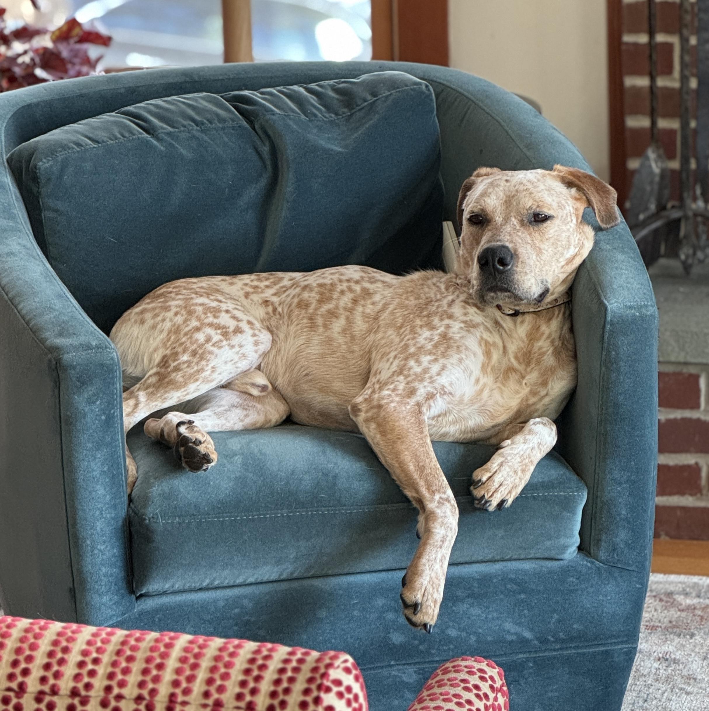Enlarge Bangles, a Adoptable mixed breed in Sutton, MA image 2/6